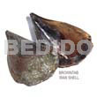 Raw Shell Raw/ Unpolished Browntab Shells / Per Kilo