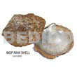Raw Shell Raw/ Unpolished Mother Of Pearl ( Mop) Shells / Cultured/ Per Kilo