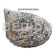 Raw Shell Raw/ Unpolished Blacktab Shells / Per Kilo
