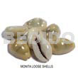 Raw Shell Loose Monita Shells / No Holes / Per Kilo