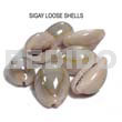Raw Shell Loose Sigay Shells / No Holes / Per Kilo
