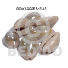 Unprocessed Raw Sigay Cowry Shell RAW SHELLS BFJ015RS