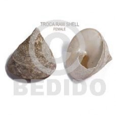 Unprocessed Raw Trocha Shell RAW SHELLS BFJ010RS