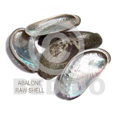 Unprocessed Raw Abalone RAW SHELLS BFJ012RS