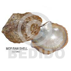 Unprocessed Raw Mother-Of-Pearl RAW SHELLS BFJ006RS