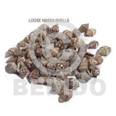 Unprocessed Raw Nassa Tiger Shell RAW SHELLS BFJ014RS